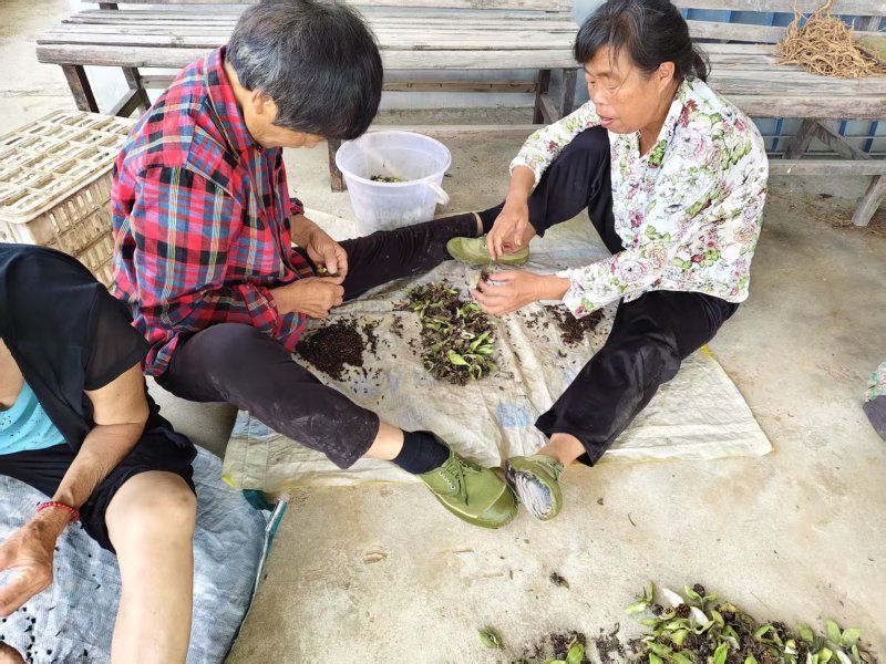 《百部种子》湖北百部/自己货源/人工分拣/全国供应批发