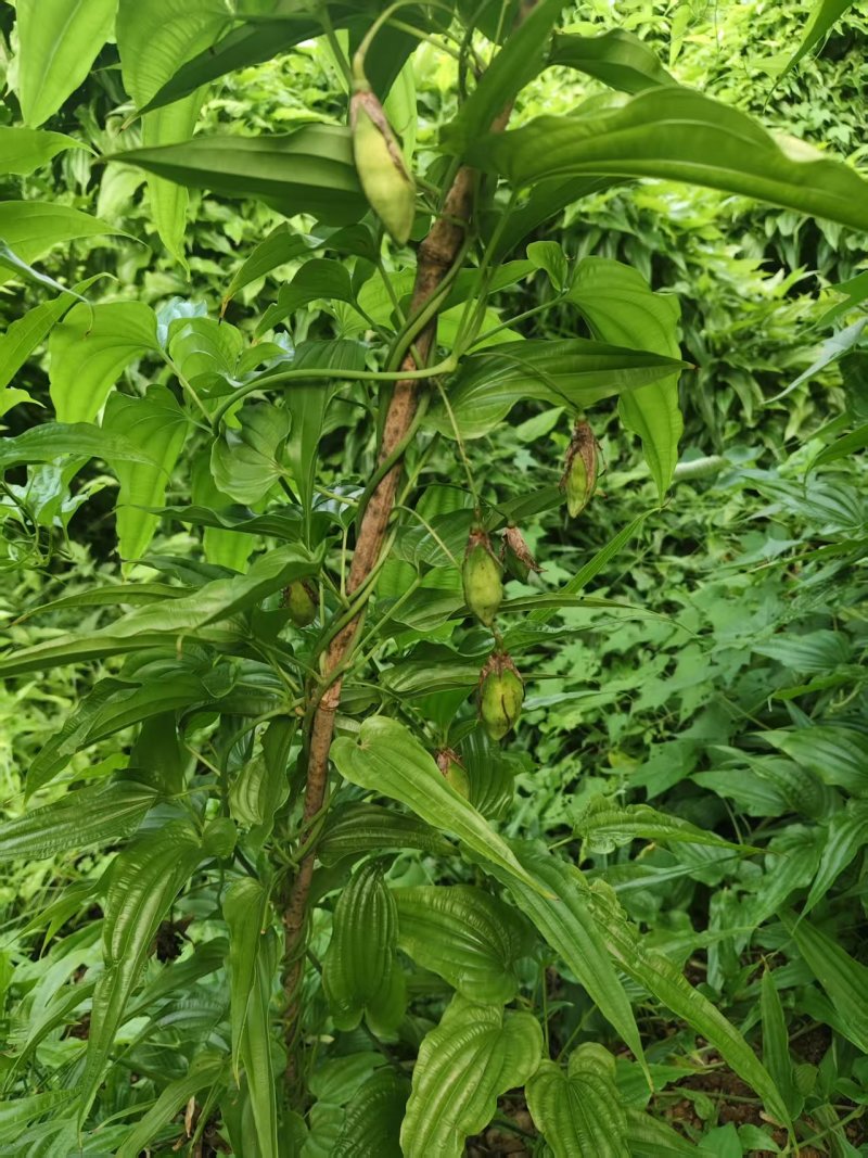 《百部种子》湖北百部/自己货源/人工分拣/全国供应批发