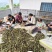 《百部种子》湖北百部/自己货源/人工分拣/全国供应批发