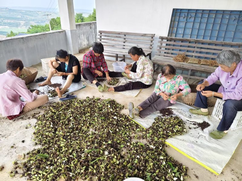 《百部种子》湖北百部/自己货源/人工分拣/全国供应批发