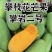 攀枝花特有的芒果，攀岩二号基地一手货源对接全国市场