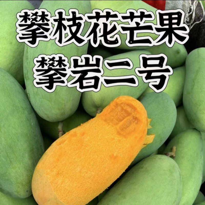 攀枝花特有的芒果，攀岩二号基地一手货源对接全国市场