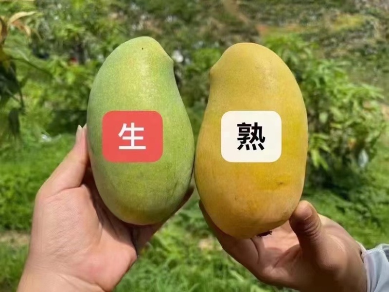 攀枝花特有的芒果，攀岩二号基地一手货源对接全国市场