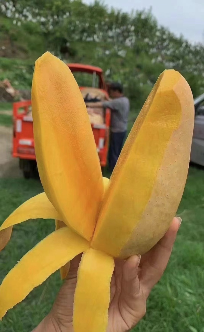 攀枝花特有的芒果，攀岩二号基地一手货源对接全国市场