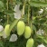 攀枝花特有的芒果，攀岩二号基地一手货源对接全国市场