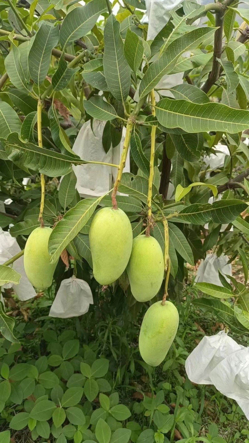 攀枝花特有的芒果，攀岩二号基地一手货源对接全国市场