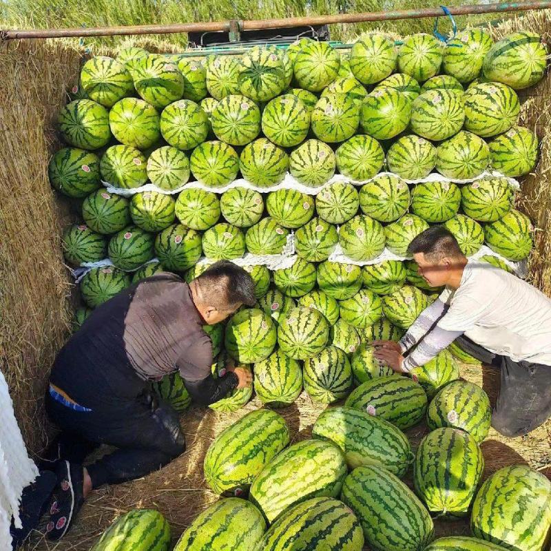 🅰金城5号西瓜精品西瓜质量三包量大优惠全国发货