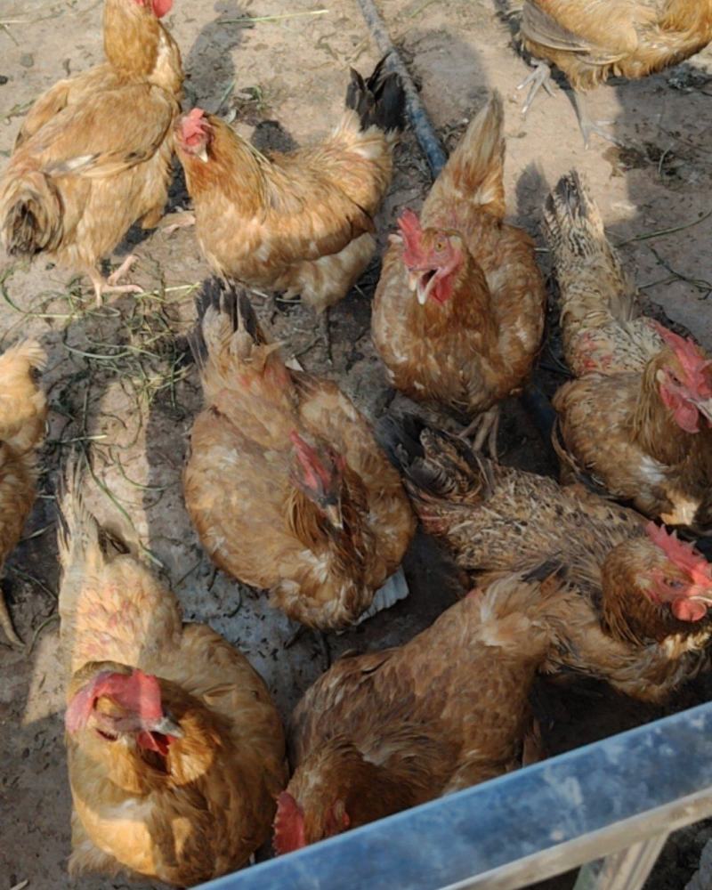 粮食放养土鸡
