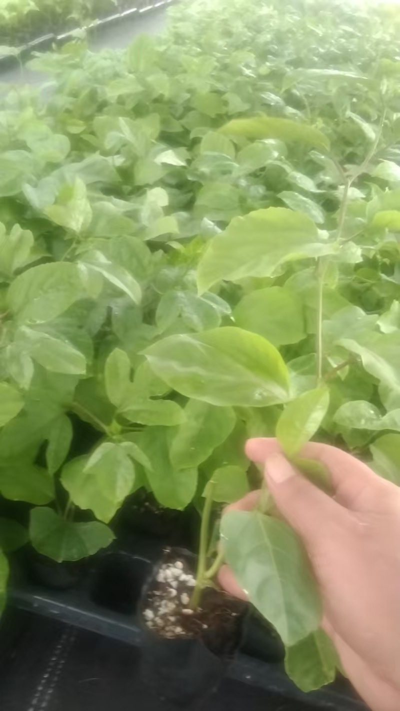 百香果苗（钦蜜九号）
