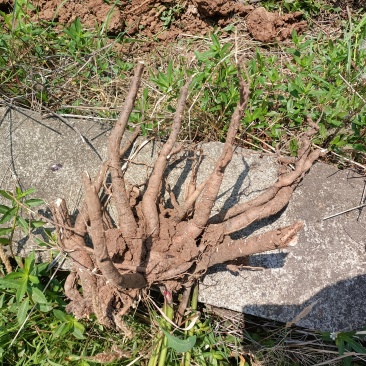 四川鲜白芍