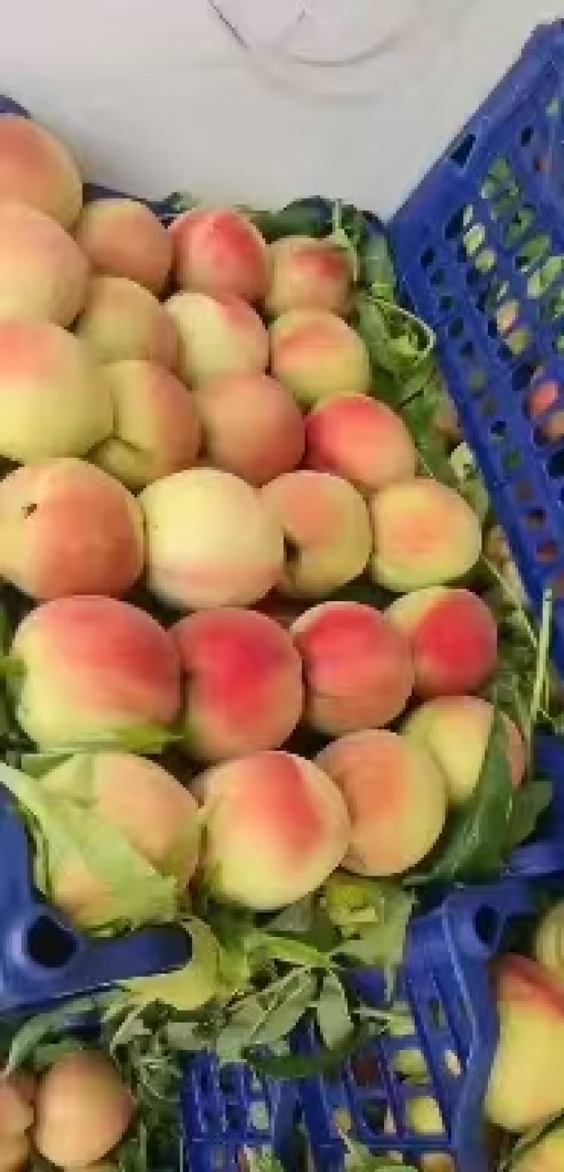 精品十四号商品大桃加工厂用桃离核桃产地直供