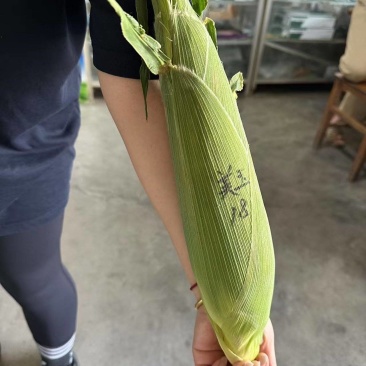玉米美玉18号大量上市香甜糯的一款很好吃的品种