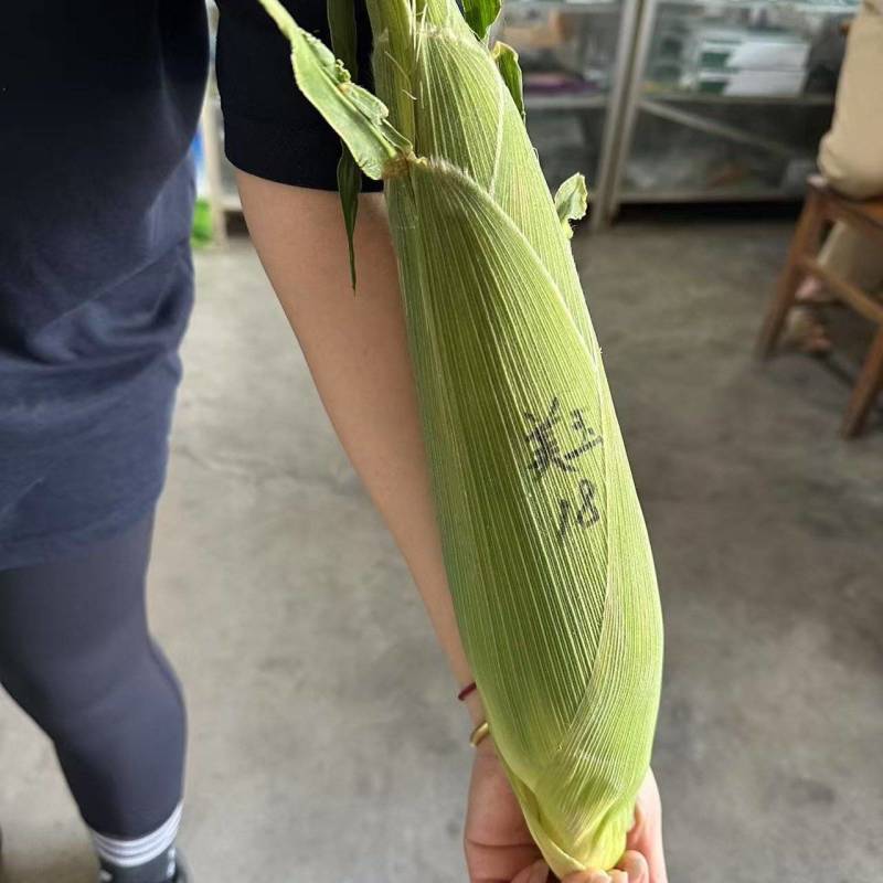 玉米美玉18号大量上市香甜糯的一款很好吃的品种