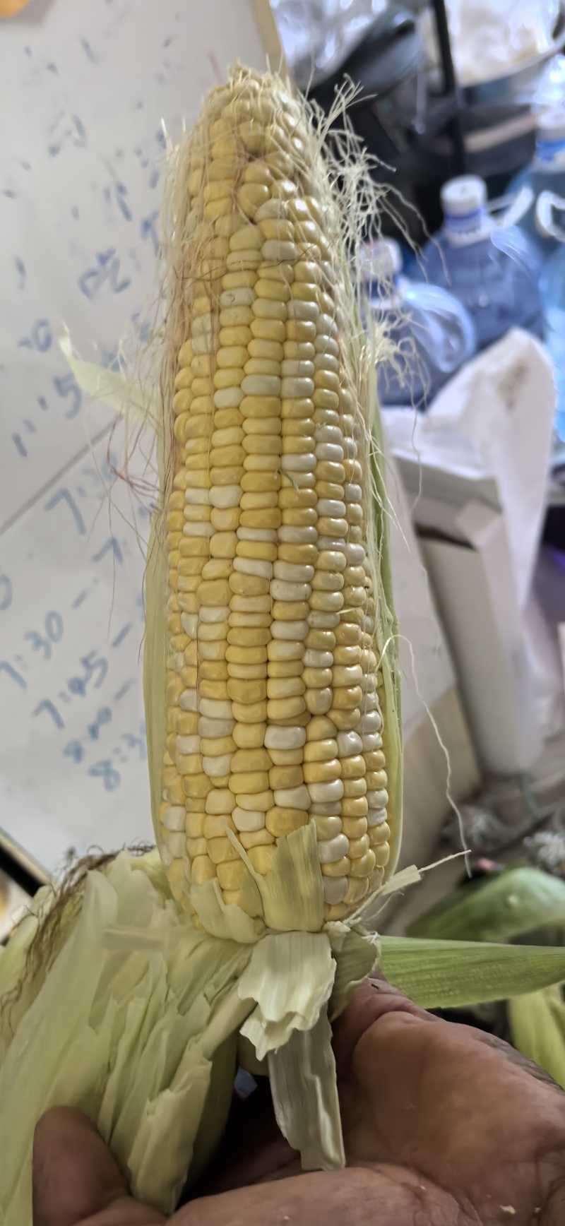 玉米美玉18号大量上市香甜糯的一款很好吃的品种