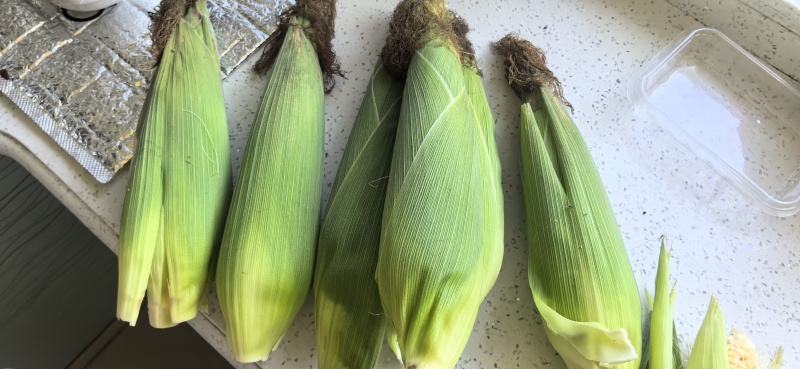 玉米美玉18号大量上市香甜糯的一款很好吃的品种
