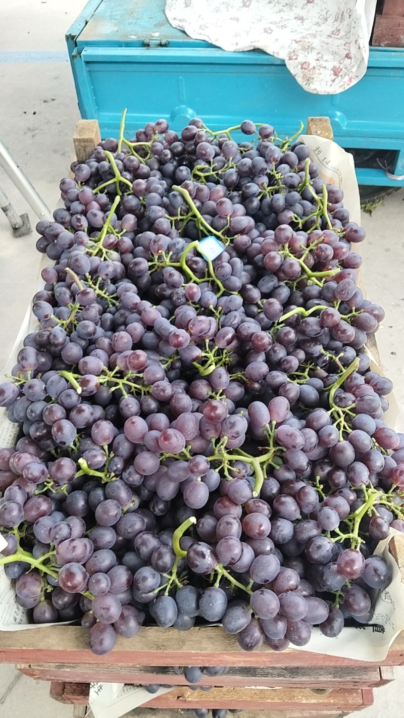 【量大优惠】天津茶淀玫瑰香葡萄品质保障对接全国批发