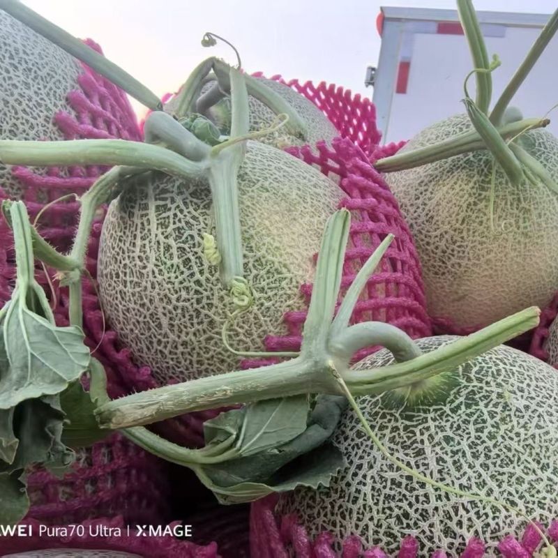 西州蜜17号哈密瓜，大量有货，脆甜可口，量大优惠，欢迎合