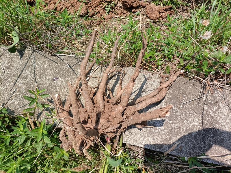 四川鲜白芍