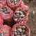 云南高原青暑9号洋芋支持一件代发