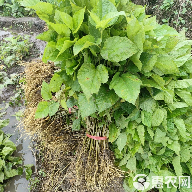 批发养蚕杂交桑12号多倍体大叶片耐寒耐旱多年生四季桑叶苗
