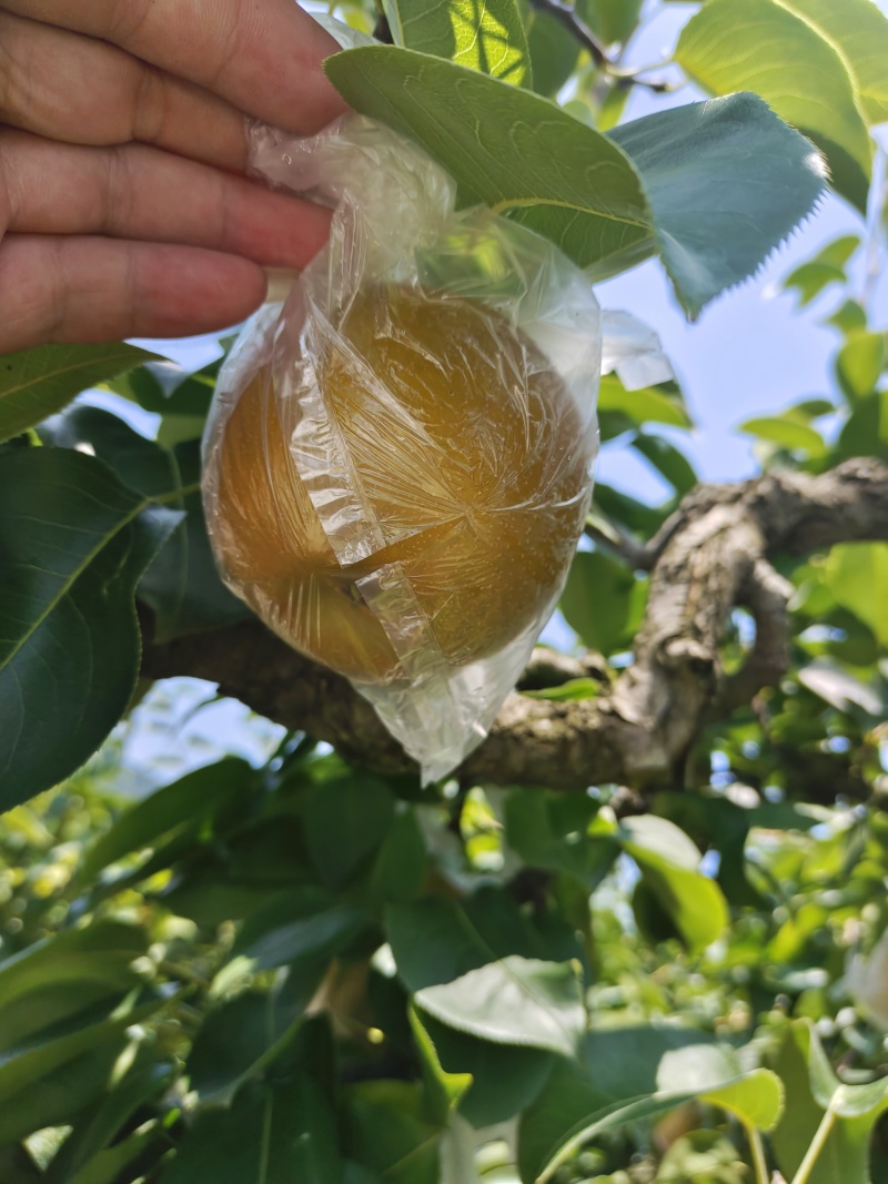 重庆市永川区黄花梨成熟了，欢迎老板前来采购