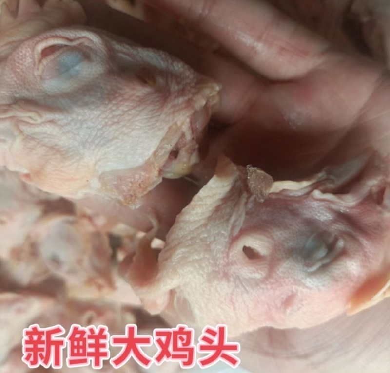 肉食鸡头工厂直发各种级别都有欢迎咨询。