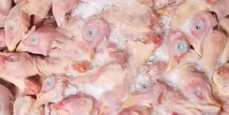 肉食鸡头工厂直发各种级别都有欢迎咨询。