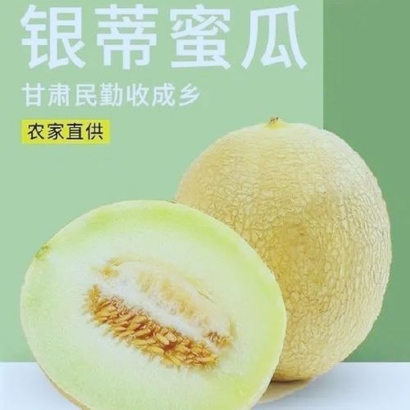 甘肃银蒂蜜瓜，大量有货欢迎新老客户前来合作，量大优惠