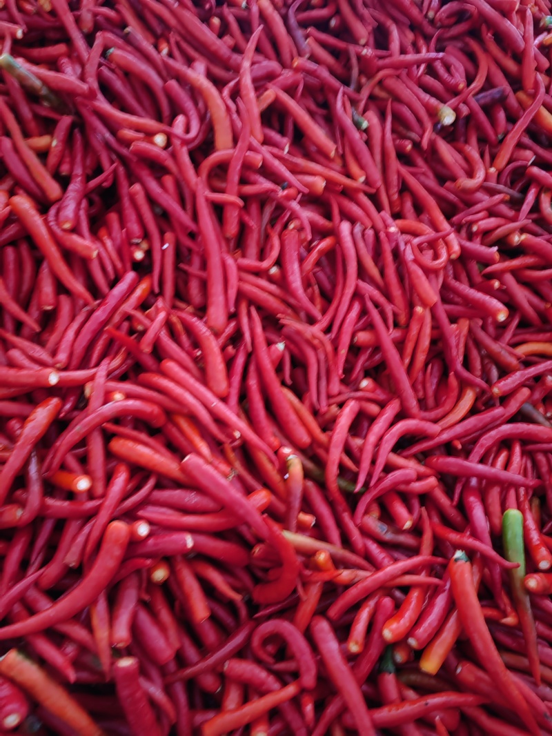 河南产区精品有把无把小米椒，产地直发，可供应商超市场和电