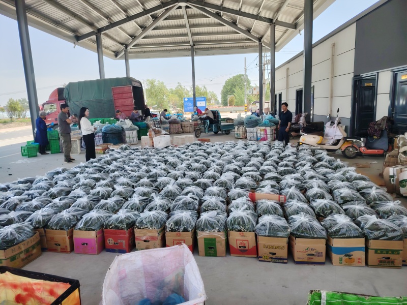 河南暖棚密刺黄瓜