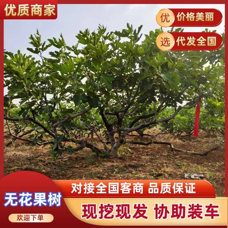 自产自销无花果树规格齐长期供应基地直发对接全国提供技术