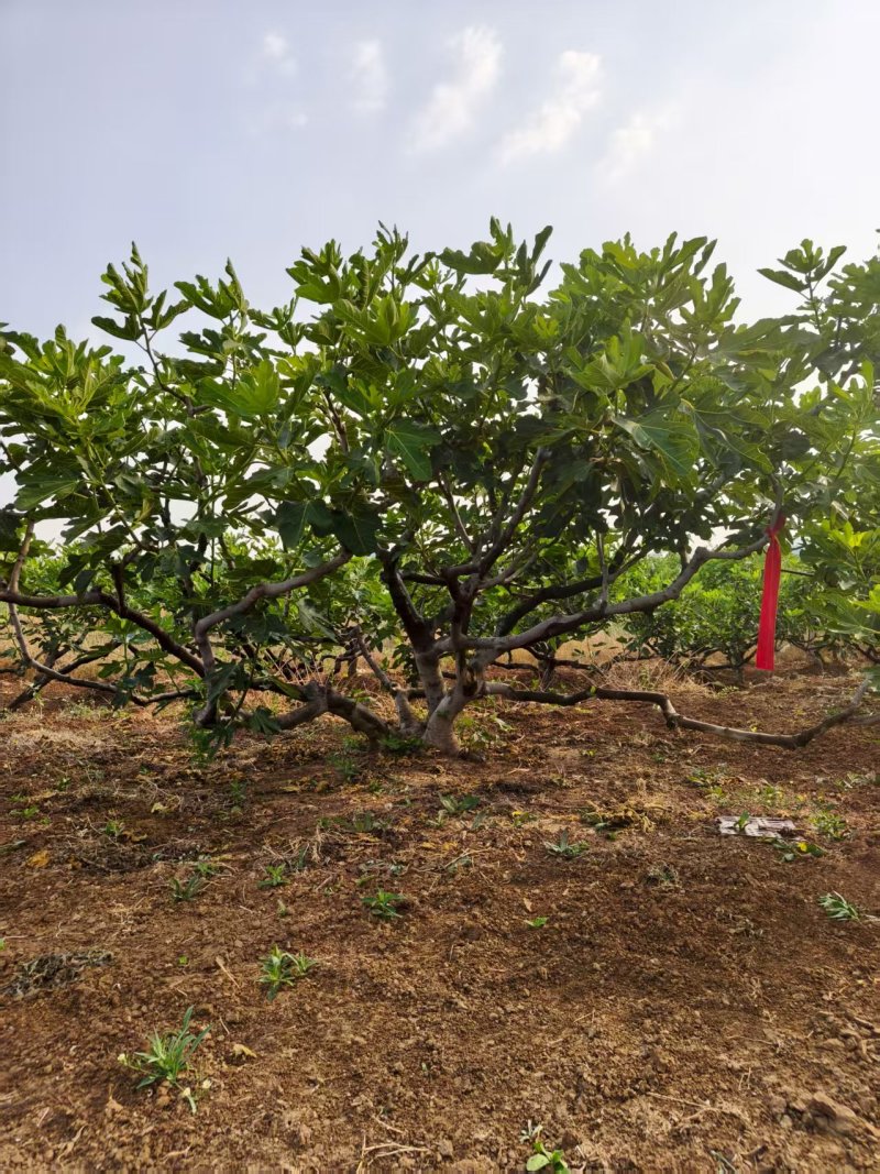 自产自销无花果树规格齐长期供应基地直发对接全国提供技术
