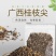 桂枝尖中药材原料批发欢迎留言订购批发价格质量保证正品