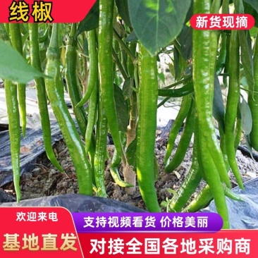 【精品】山东线椒产地直供品质保障对接全国批发商超