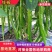 【精品】山东线椒产地直供品质保障对接全国批发商超