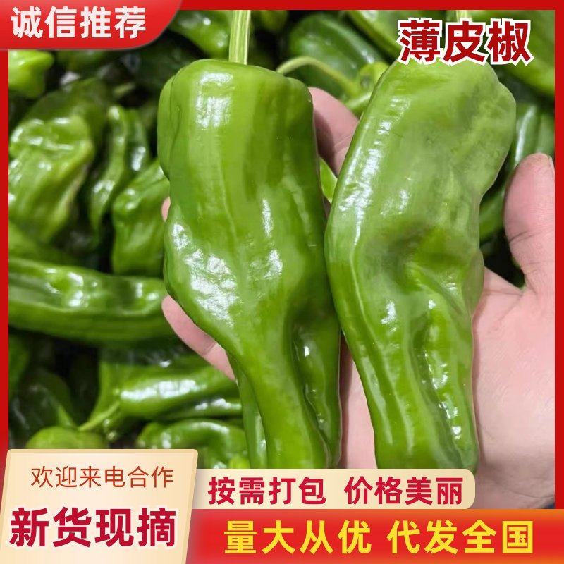 【品质保障】山东薄皮椒产地直供对接全国批发电商商超