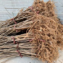 《无花果苗》基地直发对接全国提供技术指导成活率高