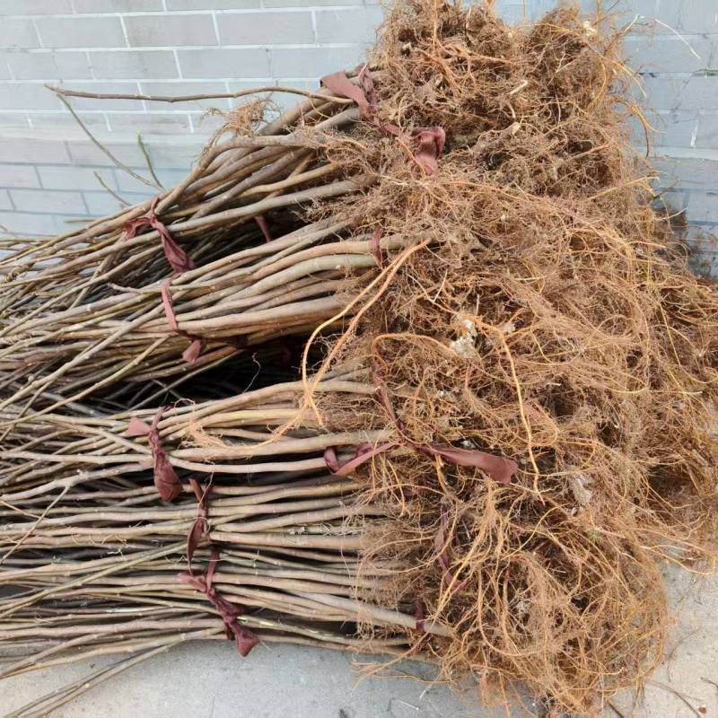 《无花果苗》基地直发对接全国提供技术指导成活率高