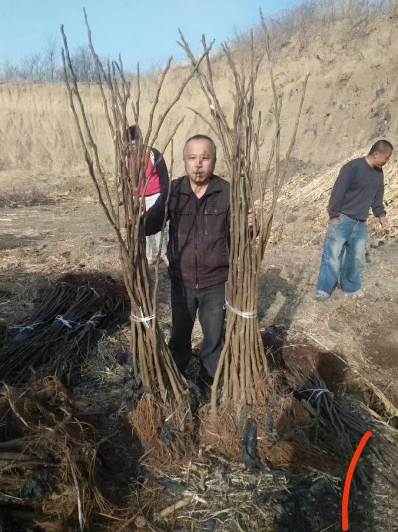 《无花果苗》基地直发对接全国提供技术指导成活率高