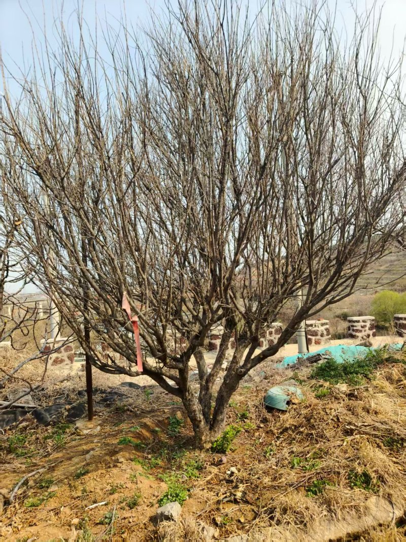 《无花果苗》基地直发对接全国提供技术指导成活率高