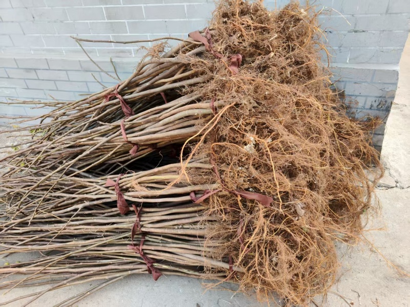 《无花果苗》基地直发对接全国提供技术指导成活率高