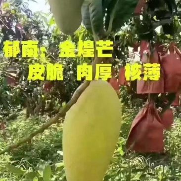 广东省云浮金煌芒