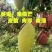 广东省云浮金煌芒