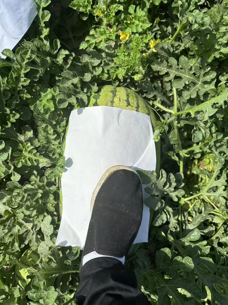 沙地瓜大量有货对接各种渠道欢迎来电咨询量大从优也可视频看