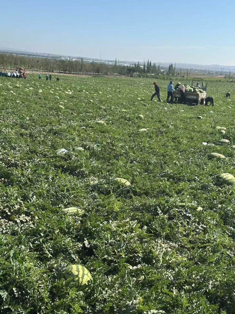 沙地瓜大量有货对接各种渠道欢迎来电咨询量大从优也可视频看