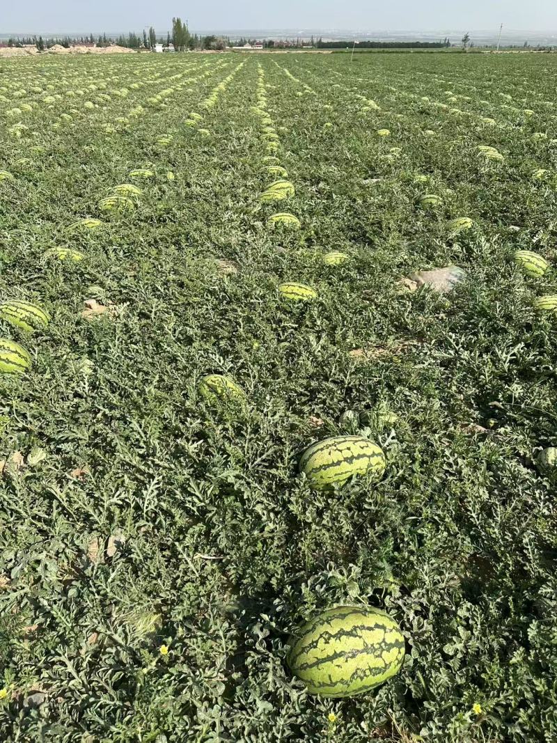 沙地瓜大量有货对接各种渠道欢迎来电咨询量大从优也可视频看