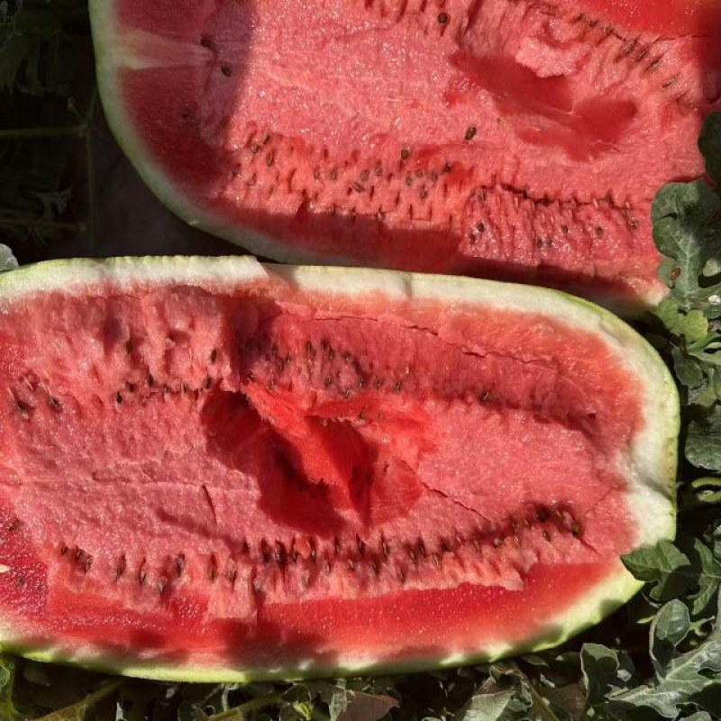 沙地瓜大量有货对接各种渠道欢迎来电咨询量大从优也可视频看