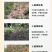 广西桉树肥复合肥林木适用20-8-12配方40含量加硼锌