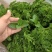 【鲜薄荷】薄荷叶薄荷尖颜色翠绿鲜嫩味道好接酒吧饮品店发