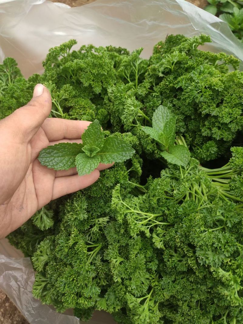 【鲜薄荷】薄荷叶薄荷尖颜色翠绿鲜嫩味道好接酒吧饮品店发